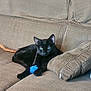 black_cat, cat, pet, animal, feline, indoor, couch, furniture, toy, blue_toy, relaxed, resting, cozy, domestic, whiskers, ears, paw, green_eyes, texture, zipper