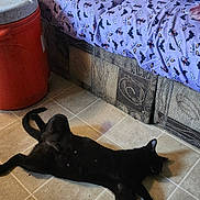 Atticus Poe joined the competition — help win amazing prizes! animal, bat_pattern, black_cat, blanket, cat, couch, cozy, cute, domestic, feline, floor, home, indoor, lying_down, orange_cooler, pet, purple_blanket, relaxing, resting, tile_floor