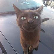 Boy is registered to the contest to win money with this photo: animal, car, cat, close_up, curious, daylight, domestic_animal, ears, feline, hood, nature, outdoor, pet, reflection, roadside, tail, transportation, vehicle, whiskers, wide_eyes