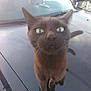 animal, car, cat, close_up, curious, daylight, domestic_animal, ears, feline, hood, nature, outdoor, pet, reflection, roadside, tail, transportation, vehicle, whiskers, wide_eyes