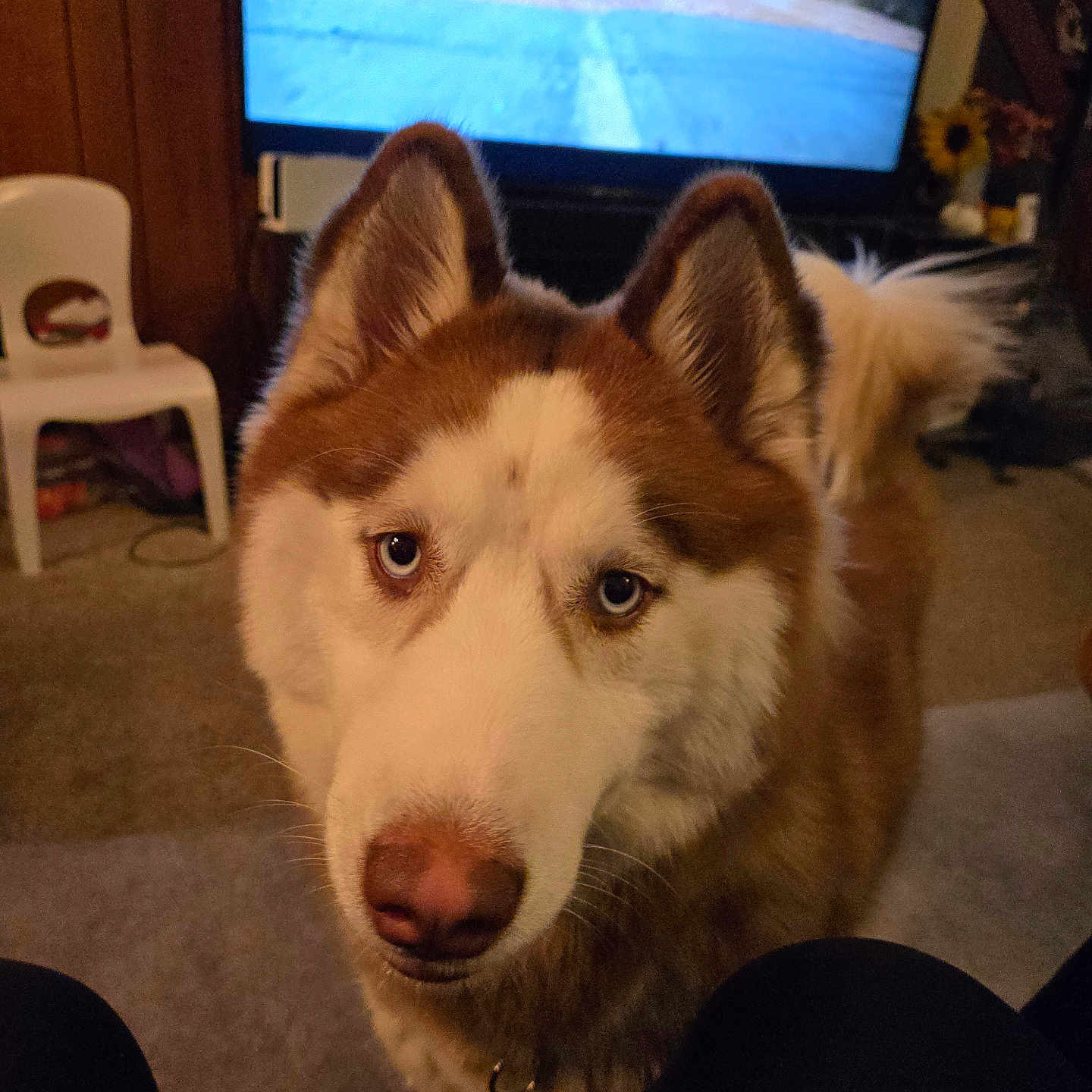 Luna joined the competition — help win amazing prizes! adult, animal, baby, canine, chair, computerhardware, dog, electronics, furniture, hardware, husky, indoors, interiordesign, male, man, monitor, person, pet, screen, tv