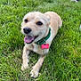 Eleanor is registered to the contest to win money with this photo: animal, canine, collar, daylight, dog, feet, grass, green, happy, nature, outdoor, pants, person, pet, playful, relaxing, sandals, smile, summer, tongue_out