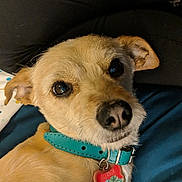 Eleanor joined the competition — help win amazing prizes! adorable, animal, brown_fur, close_up, collar, cute, dog, ears, eyes, fur, indoors, looking_at_camera, lying_down, name_tag, pet, resting, small_dog, snout, tag, teal_collar