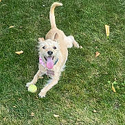 Eleanor is registered to the contest to win money with this photo: dog, grass, tennis_ball, outdoor, pet, playful, tongue_out, animal, canine, summer, happy, nature, fur, collar, bandana, leaf, lawn, daylight, cute, fun