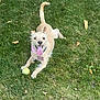 dog, grass, tennis_ball, outdoor, pet, playful, tongue_out, animal, canine, summer, happy, nature, fur, collar, bandana, leaf, lawn, daylight, cute, fun