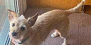 Eleanor joined the competition — help win amazing prizes! alert, animal, beige_dog, canine, carpet, collar, companion, curious, dog, domestic_animal, ears_up, fur, home, indoor, looking_up, pet, sliding_door, small_dog, standing, wood_paneling