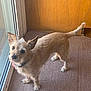 alert, animal, beige_dog, canine, carpet, collar, companion, curious, dog, domestic_animal, ears_up, fur, home, indoor, looking_up, pet, sliding_door, small_dog, standing, wood_paneling