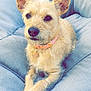 Eleanor is registered to the contest to win money with this photo: dog, pet, animal, collar, fur, cute, relaxed, indoor, cushion, blue, small_dog, crossed_paws, portrait, canine, furry, ears, nose, whiskers, comfortable, seated