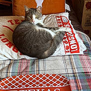 Yogi joined the competition — help win amazing prizes! cat, gray_cat, bed, pillow, blanket, university_of_texas, texas, indoor, feline, pet, resting, plaid, orange, white, curious, looking_at_camera, domestic_cat, cozy, home, furniture