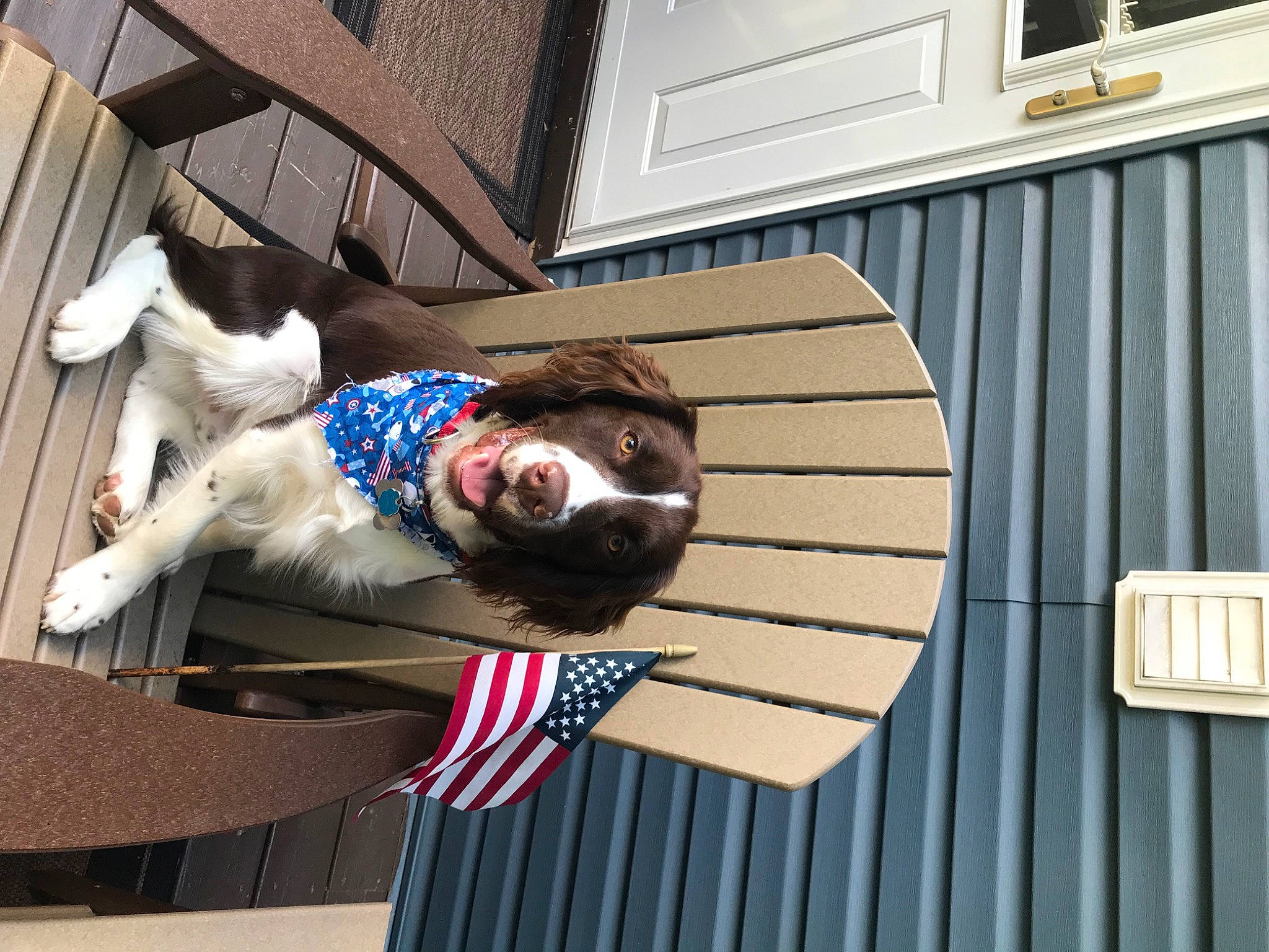 Gunner is registered to the contest to win money with this photo: building, companion_dog, dog, dog_breed, door, eyewear, facade, flag, flag_of_the_united_states, fun, fur, window, wood