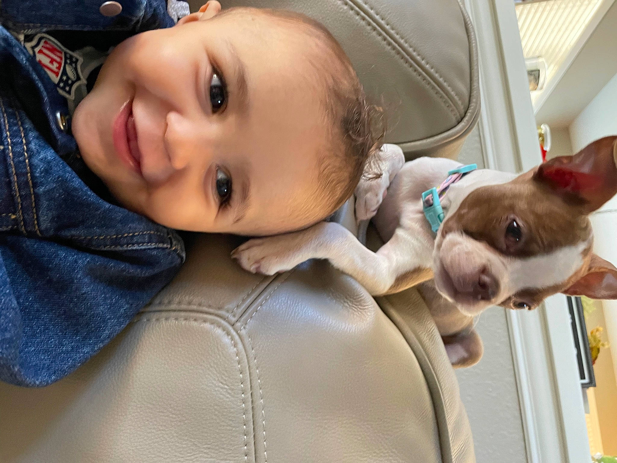 Mak is registered to the contest to win money with this photo: car, carnivore, collar, comfort, companion_dog, dog, dog_breed, eye, face, fawn, flash_photography, happy, joy, lip, nose, outerwear, person, smile, street_fashion, toddler