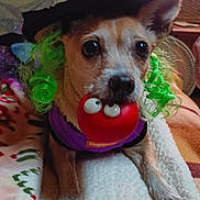Sassyjoa joined the competition — help win amazing prizes! dog, costume, hat, purple, green_wig, toy, red, indoor, blanket, cute, pet, small_dog, face, eyes, mouth, paws, cozy, animal, funny, holiday