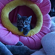 Miso is registered to the contest to win money with this photo: animal, blanket, cat, comfort, cozy, curious, cute, flower_bed, fur, indoor, kitten, pet, pink, plush, resting, small, snug, soft, tabby, yellow