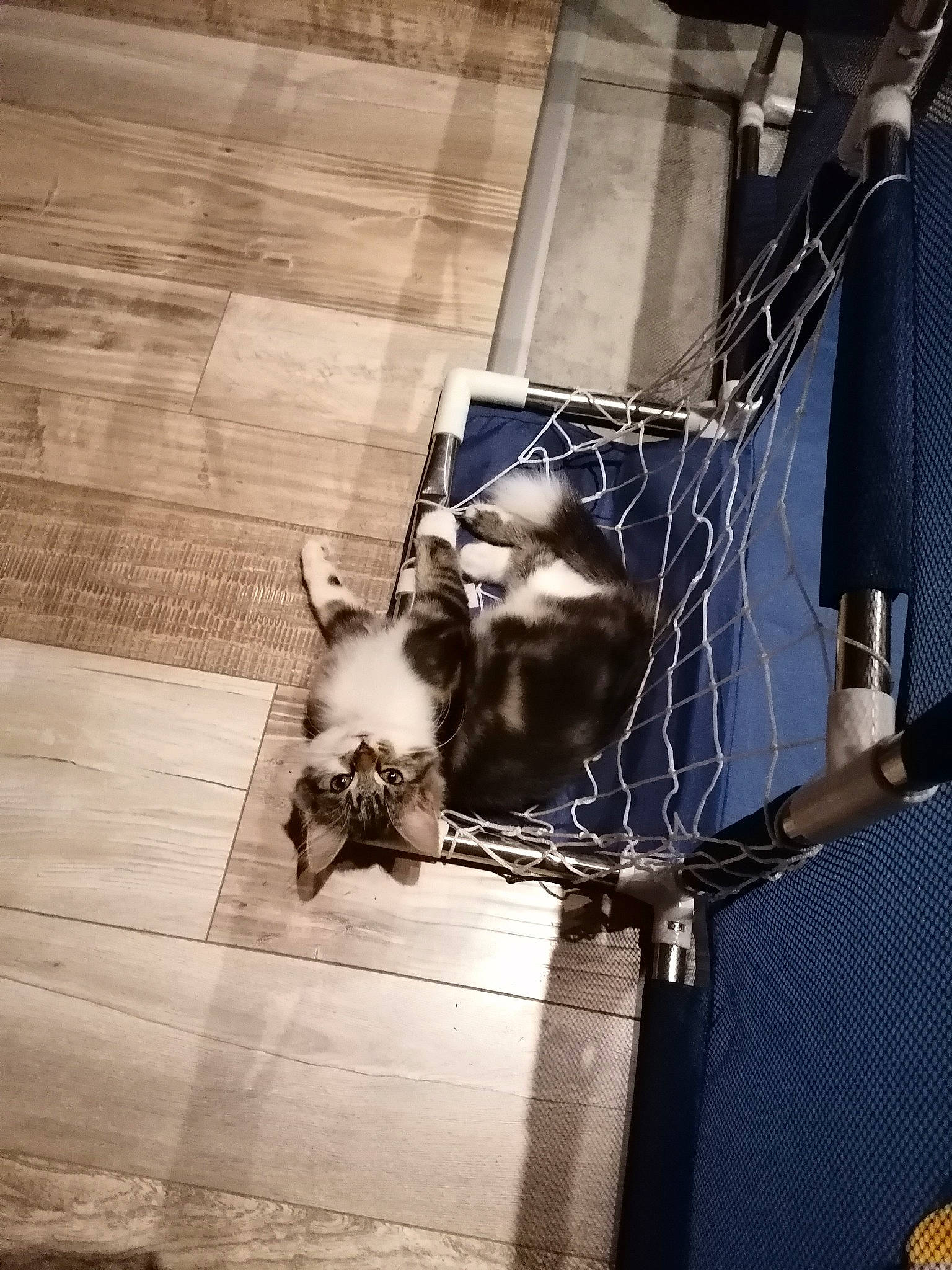 Raga a rejoint le concours — aidez-le/la à gagner de superbes lots ! canidae, carnivore, cat, companion_dog, fawn, felidae, kitten, non_sporting_group, small_to_medium_sized_cats