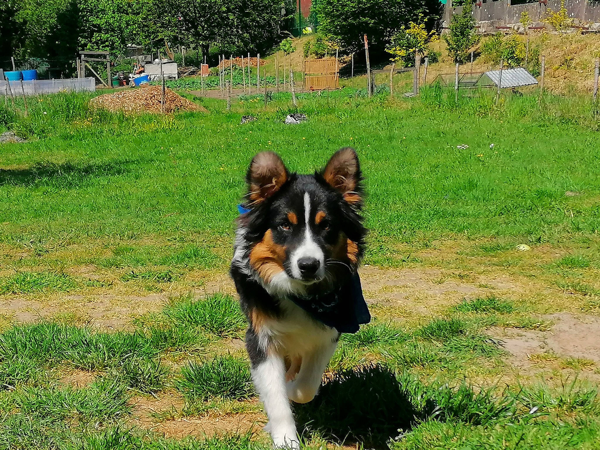 Pako a rejoint le concours — aidez-le/la à gagner de superbes lots ! australian_collie, australian_shepherd, border_collie, canidae, carnivore, collie, companion_dog, dog, dog_breed, english_shepherd, herding_dog, mammal, rare_breed_dog, sporting_group, vertebrate, welsh_sheepdog