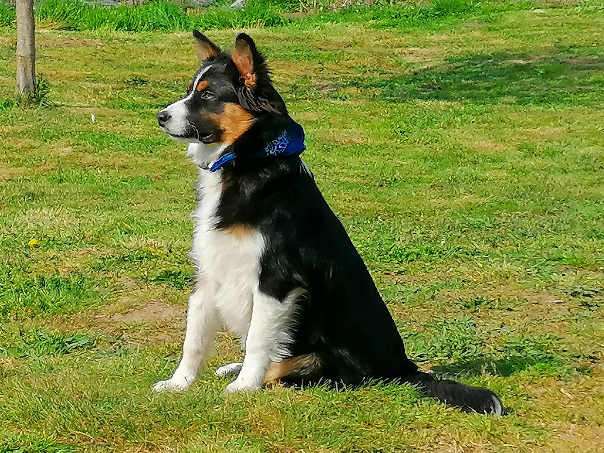 Pako a rejoint le concours — aidez-le/la à gagner de superbes lots ! australian_shepherd, border_collie, canidae, carnivore, companion_dog, dog, dog_breed, east_european_shepherd, english_shepherd, herding_dog, mammal, rare_breed_dog, snout, sporting_group, tail, vertebrate, welsh_sheepdog, working_dog