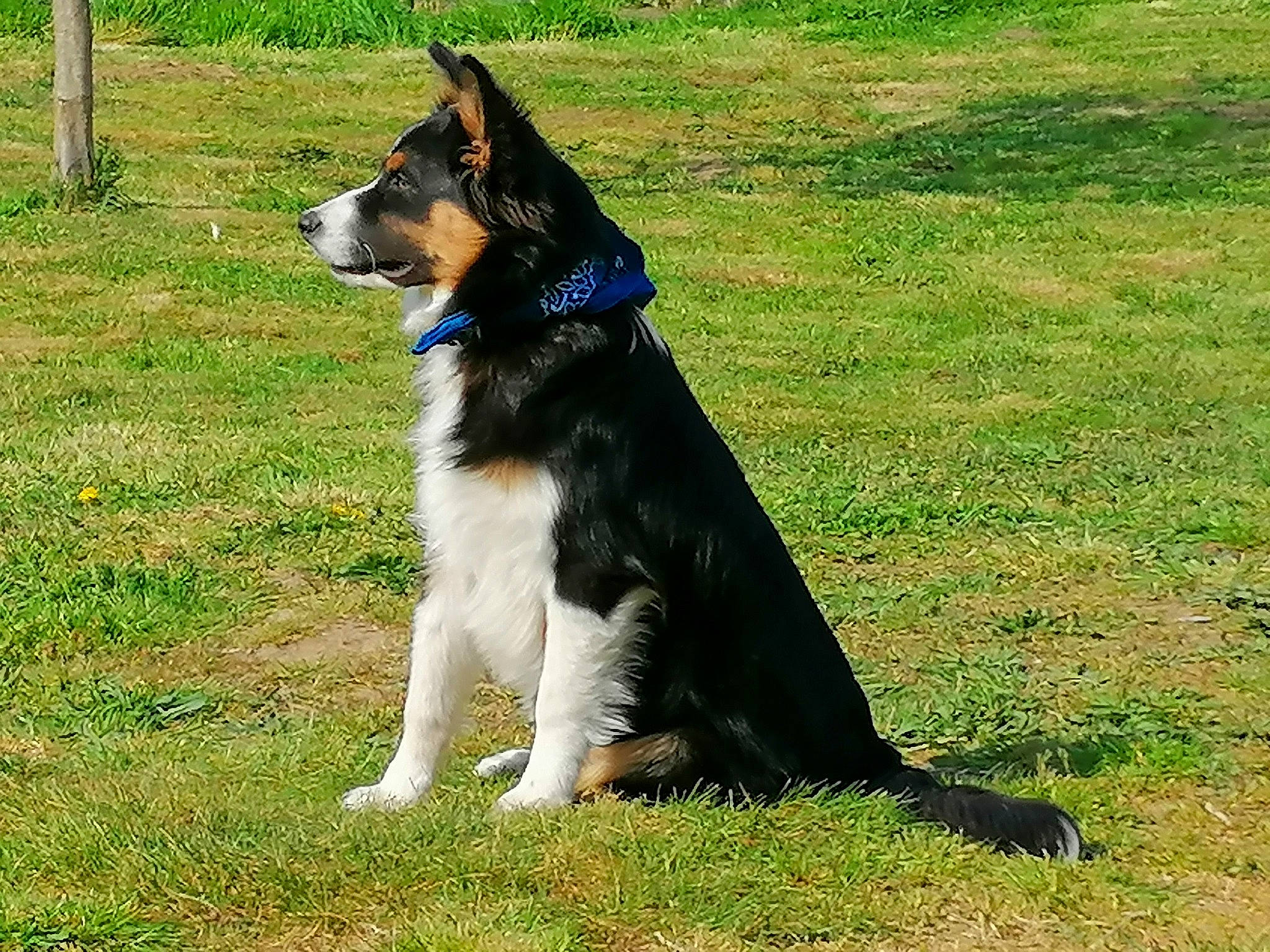 Pako a rejoint le concours — aidez-le/la à gagner de superbes lots ! australian_collie, australian_shepherd, border_collie, canidae, carnivore, companion_dog, dog, dog_breed, english_shepherd, grass, herding_dog, karelian_bear_dog, mammal, rare_breed_dog, sporting_group, tail, vertebrate, welsh_sheepdog, working_dog