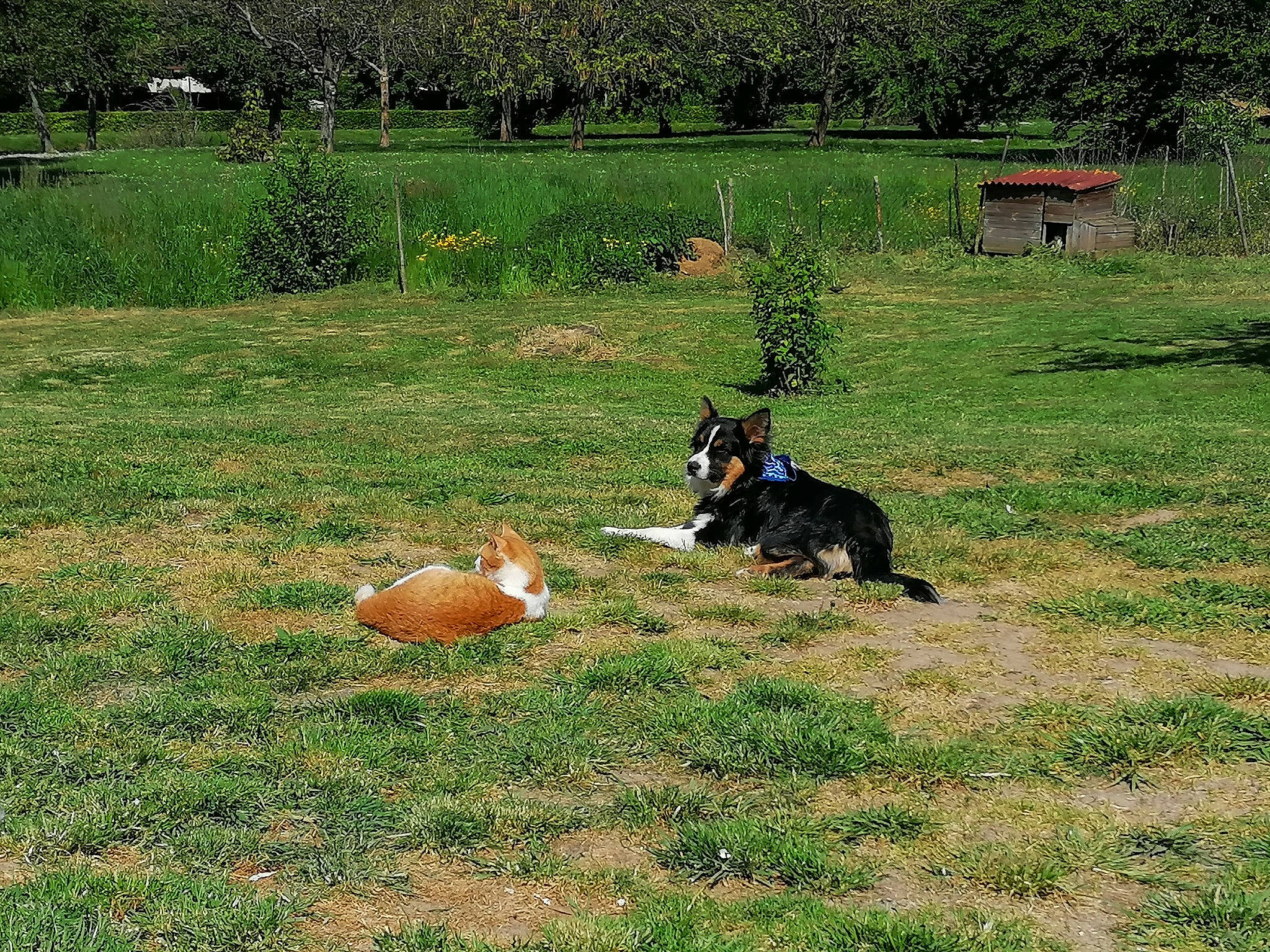 Pako a rejoint le concours — aidez-le/la à gagner de superbes lots ! australian_kelpie, backyard, canidae, carnivore, dobermann, dog, dog_breed, entlebucher_mountain_dog, german_shepherd_dog, grass, herding_dog, hunting_dog, lawn, mammal, meadow, pasture, vertebrate, working_dog