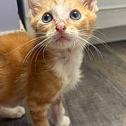 Gus-Gus is registered to the contest to win money with this photo: kitten, cat, orange_cat, white_paws, blue_eyes, whiskers, curious, indoor, wooden_floor, pet, young_cat, fur, standing, looking_up, close_up, small_animal, cute, domestic_cat, feline, animal