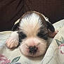 puppy, sleeping, dog, closeup, cute, young, animal, pet, floral_blanket, indoor, cozy, resting, face, fur, small, adorable, mammal, nose, paw, calm