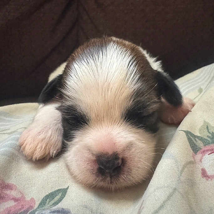 Honey joined the competition — help win amazing prizes! adorable, animal, calm, closeup, cozy, cute, dog, face, floral_blanket, fur, indoor, mammal, nose, paw, pet, puppy, resting, sleeping, small, young