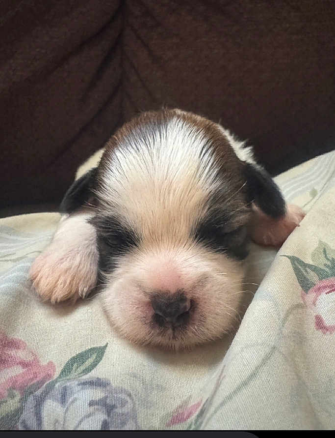 Honey joined the competition — help win amazing prizes! puppy, sleeping, dog, closeup, cute, young, animal, pet, floral_blanket, indoor, cozy, resting, face, fur, small, adorable, mammal, nose, paw, calm