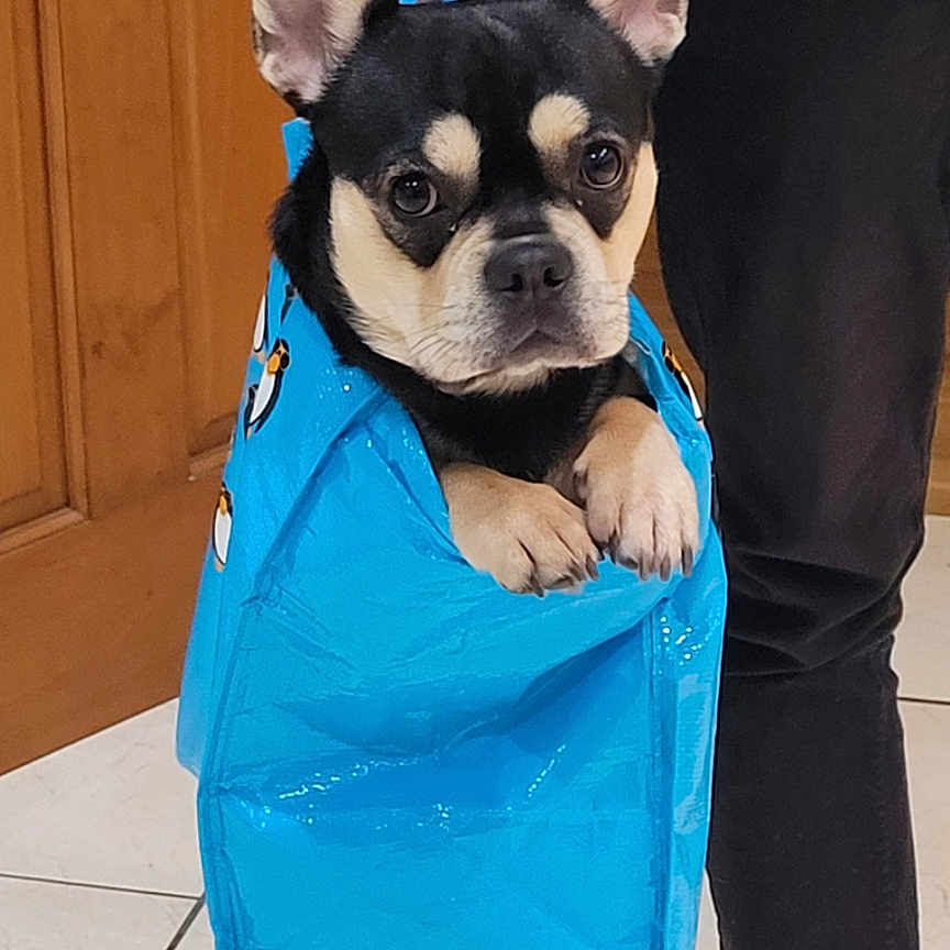 Boo joined the competition — help win amazing prizes! accessories, adult, animal, backpack, bag, bostonbull, bulldog, canine, dog, frenchbulldog, handbag, husky, indoors, interiordesign, male, man, person, pet, puppy, purse