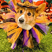 Luna joined the competition — help win amazing prizes! animal, background, black, corgi, costume, cute, decorations, dog, ears, festive, grass, halloween, holiday, orange, pet, portrait, pumpkin, purple, ribbons, witch_hat
