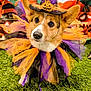 animal, background, black, corgi, costume, cute, decorations, dog, ears, festive, grass, halloween, holiday, orange, pet, portrait, pumpkin, purple, ribbons, witch_hat
