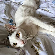 Platon participe au concours pour gagner de l'argent avec cette photo : animal, bed, bedroom, cat, close_up, cozy, curious, cute, domestic_animal, ears, eyes, floral_pattern, fur, indoor, lying_down, pet, resting, soft_light, whiskers, white_cat