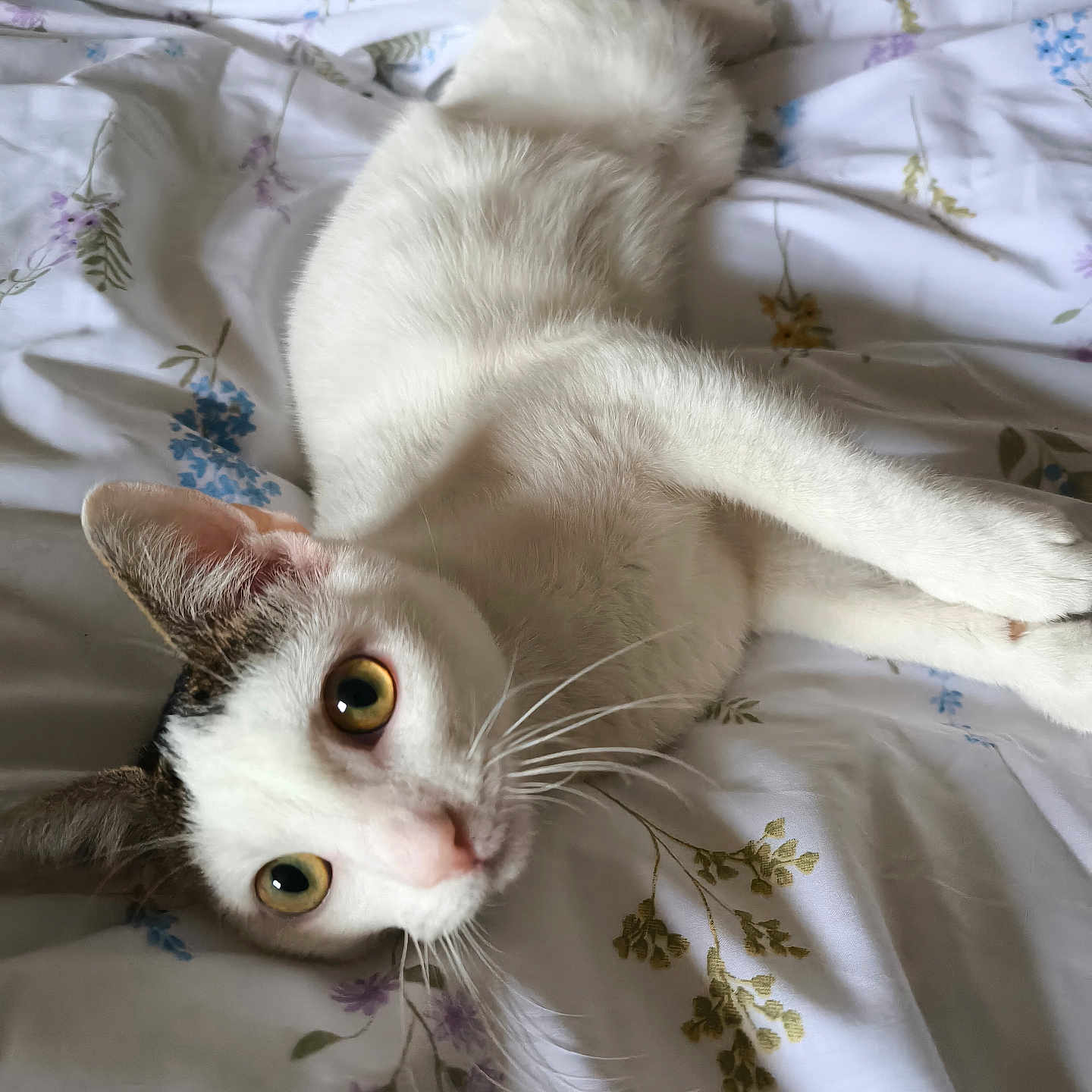 Platon participe au concours pour gagner de l'argent avec cette photo : animal, bed, bedroom, cat, close_up, cozy, curious, cute, domestic_animal, ears, eyes, floral_pattern, fur, indoor, lying_down, pet, resting, soft_light, whiskers, white_cat