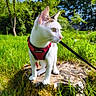 alert, animal, cat, closeup, curious, daylight, ears, garden, grass, greenery, harness, leash, moss, nature, outdoor, pet, sunlight, tree_stump, whiskers, white_cat