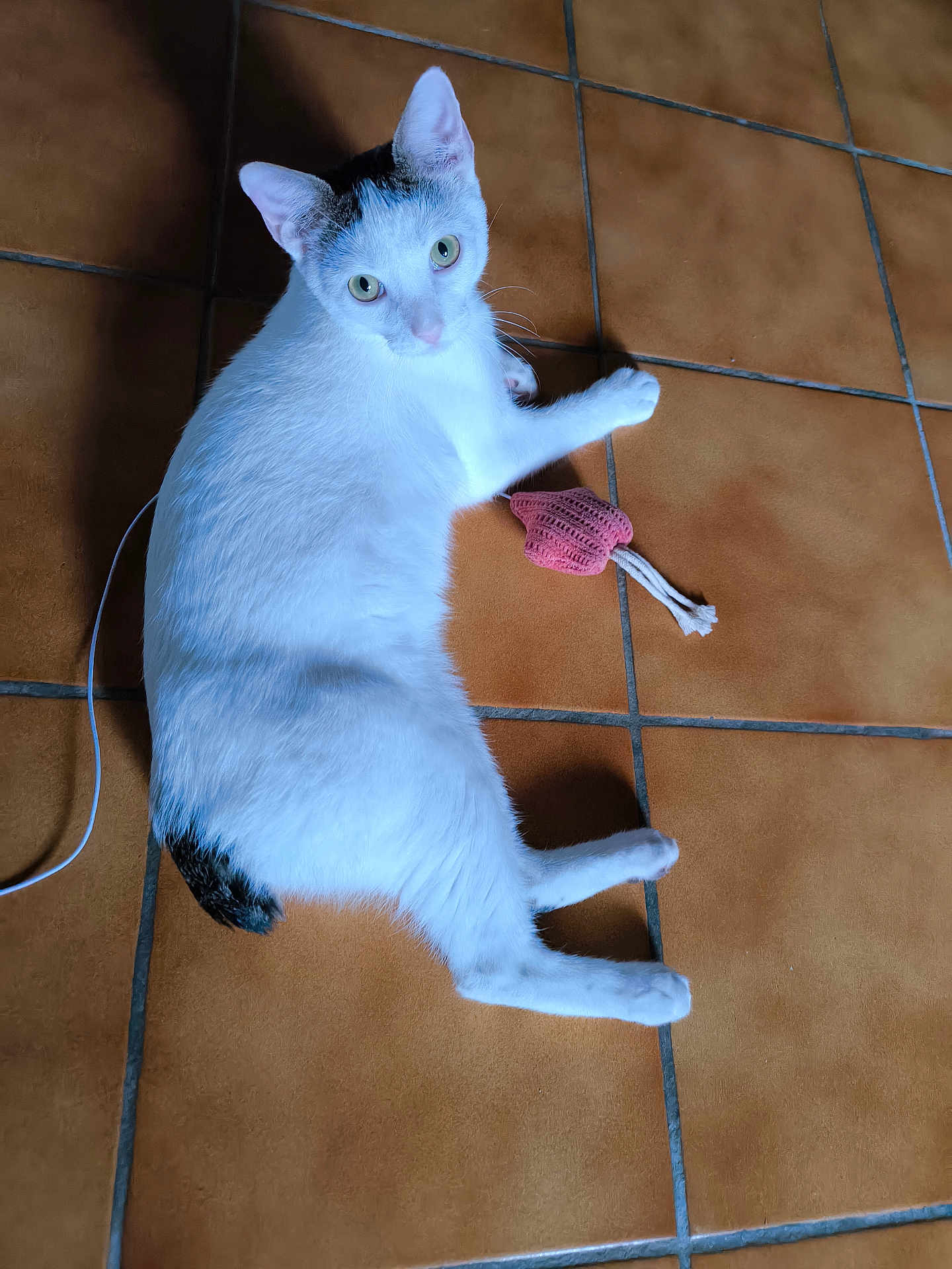 Platon a rejoint le concours — aidez-le/la à gagner de superbes lots ! cat, white_cat, black_markings, pet, animal, indoor, floor, tile_floor, toy, pink_toy, playful, curious, looking_up, fur, whiskers, ears, paws, domestic_cat, relaxed, mammal