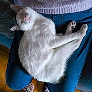 Platon participe au concours pour gagner de l'argent avec cette photo : cat, white_cat, sleeping, lap, person, jeans, sweater, slippers, animal_slippers, couch, furry_cushion, indoor, cozy, relaxed, pet, fur, paws, floor, tile_floor, resting