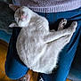 cat, white_cat, sleeping, lap, person, jeans, sweater, slippers, animal_slippers, couch, furry_cushion, indoor, cozy, relaxed, pet, fur, paws, floor, tile_floor, resting