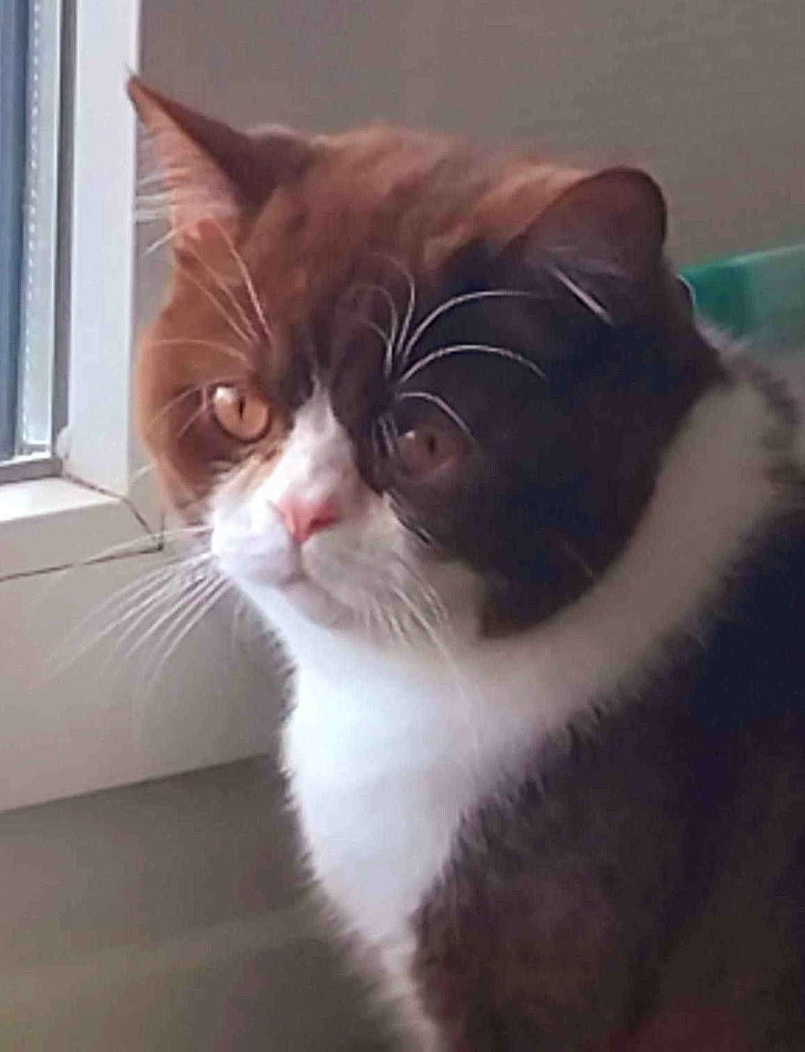 Cristal participe au concours pour gagner de l'argent avec cette photo : carnivore, cat, comfort, domestic_short_haired_cat, felidae, flooring, fur, plant, small_to_medium_sized_cats, snout, square, tail, terrestrial_animal, whiskers, window, wood