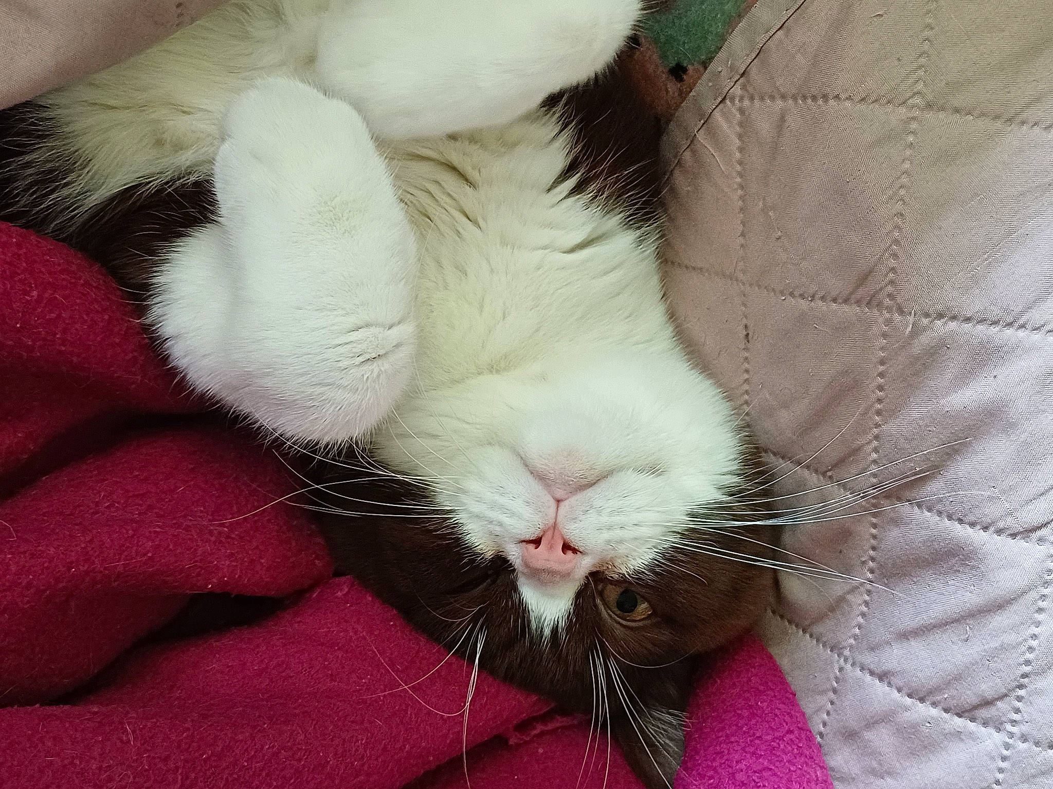 Cristal a rejoint le concours — aidez-le/la à gagner de superbes lots ! carnivore, cat, claw, close_up, comfort, domestic_short_haired_cat, ear, eye, felidae, foot, fur, gesture, head, human_body, leg, paw, small_to_medium_sized_cats, snout, tail, whiskers