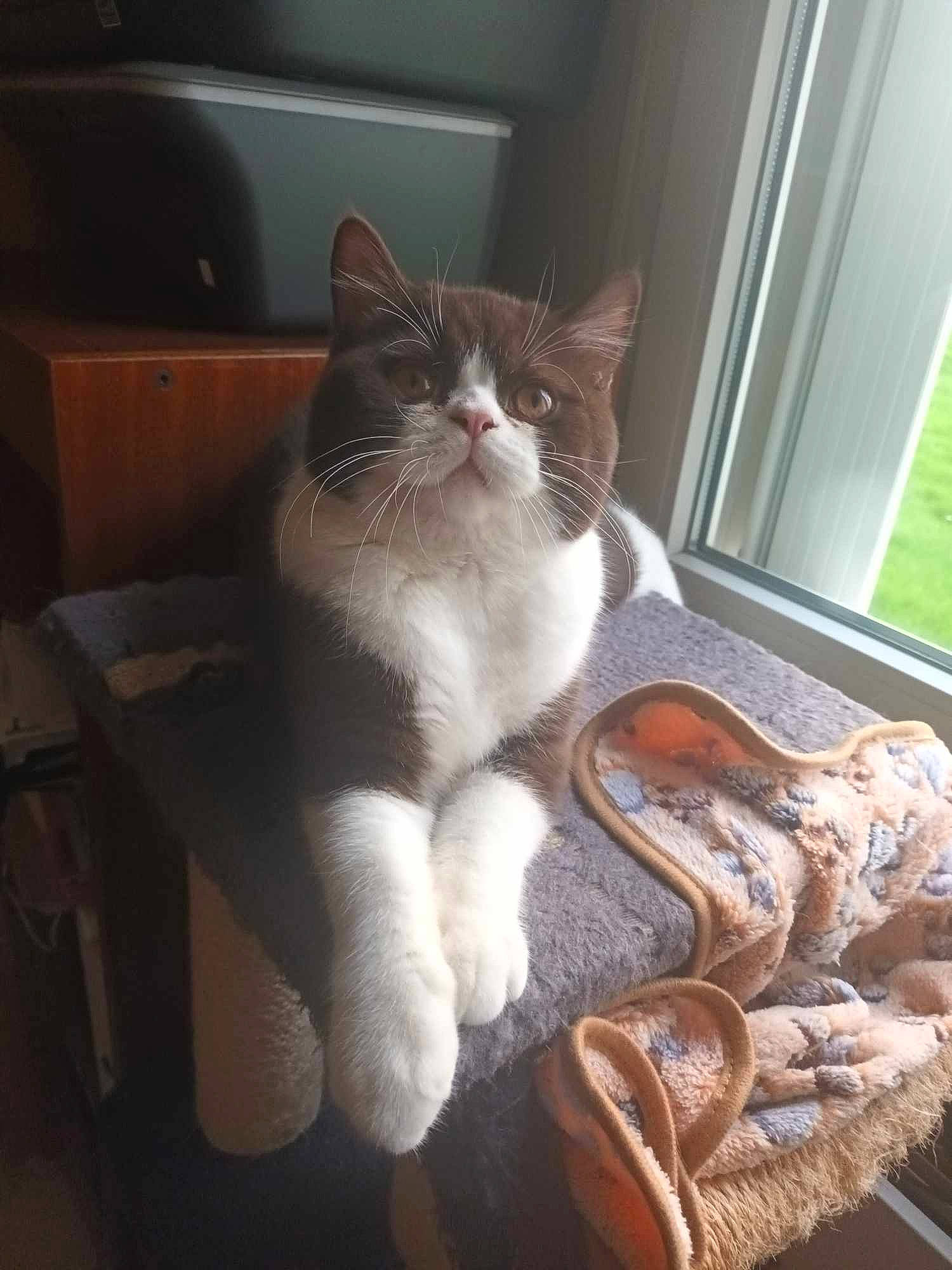 Cristal participe au concours pour gagner de l'argent avec cette photo : carnivore, cat, chair, comfort, domestic_short_haired_cat, fawn, felidae, flooring, foot, fur, grey, hardwood, human_leg, paw, small_to_medium_sized_cats, snout, tail, whiskers, window, wood