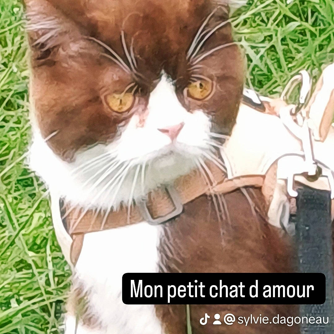 Cristal participe au concours pour gagner de l'argent avec cette photo : carnivore, cat, domestic_short_haired_cat, eye, eyewear, fashion_accessory, fawn, felidae, formal_wear, fur, gesture, grass, happy, paw, photo_caption, plant, small_to_medium_sized_cats, snout, tail, whiskers