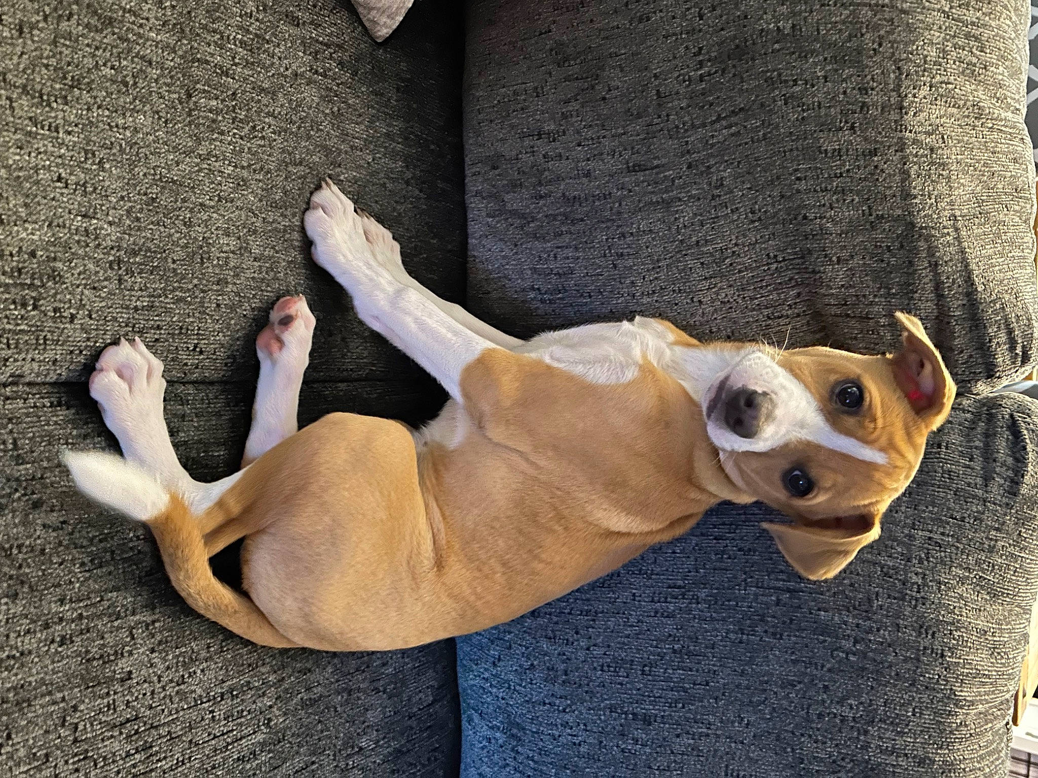 Gracie joined the competition — help win amazing prizes! canidae, carnivore, comfort, companion_dog, dog, dog_breed, dog_collar, dog_supply, eyewear, fawn, linens, paw, pet_supply, snout, sporting_group, tail, toy_dog, whiskers, wood, working_animal