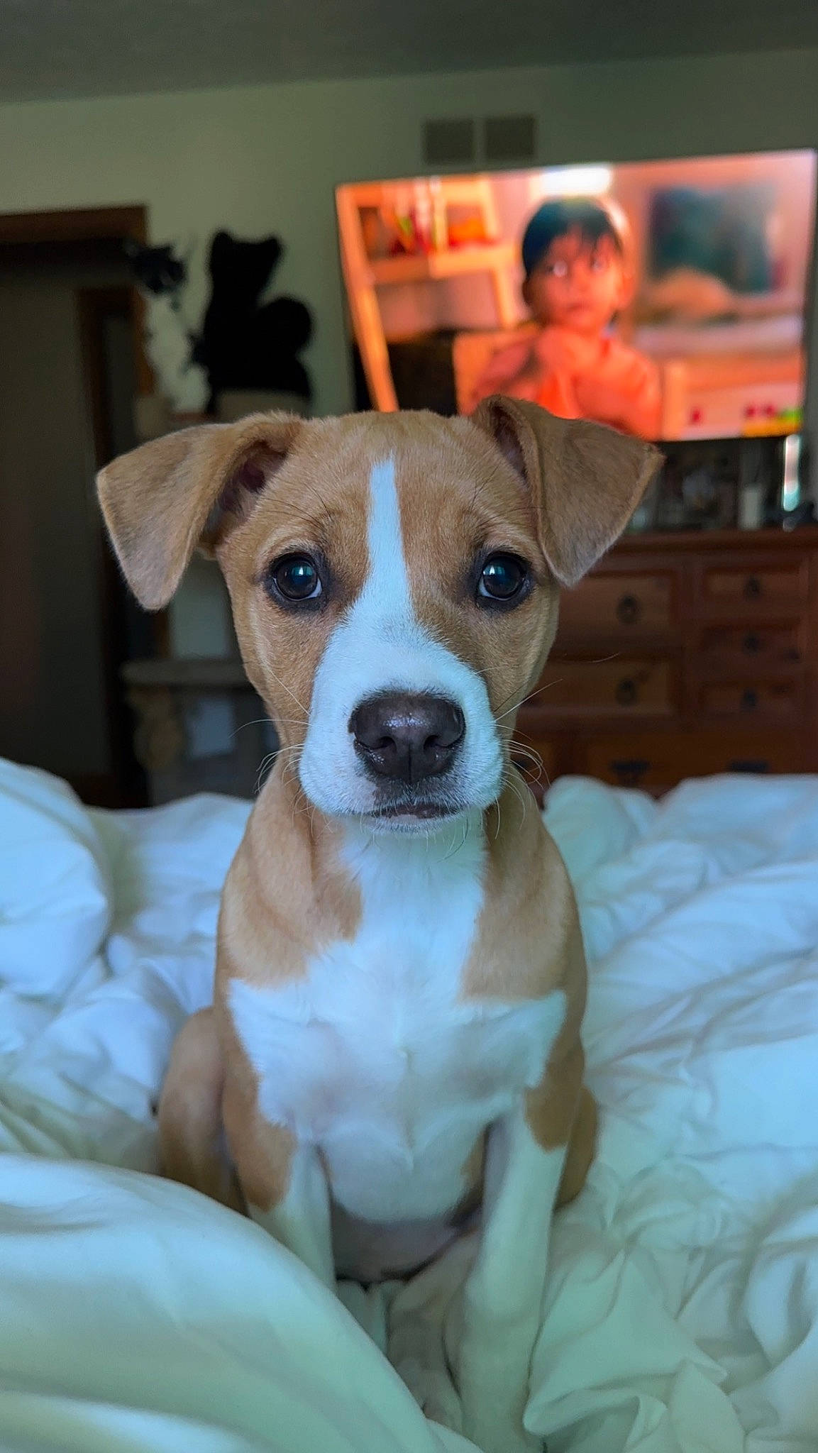 Gracie joined the competition — help win amazing prizes! ancient_dog_breeds, canidae, carnivore, collar, companion_dog, dog, dog_breed, dog_collar, fawn, non_sporting_group, snout, sporting_group, television, whiskers, working_animal, working_dog