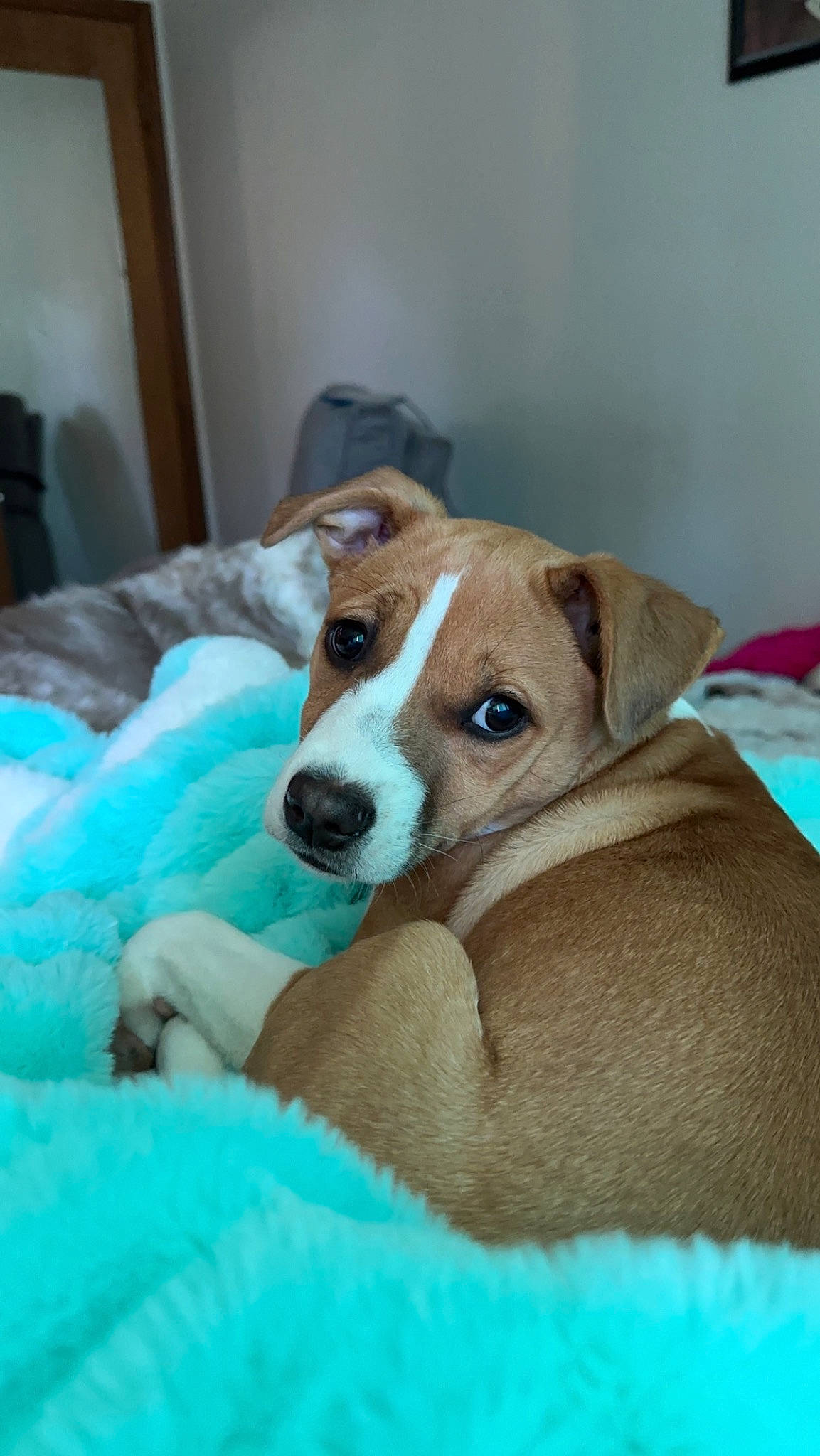 Gracie is registered to the contest to win money with this photo: ball, canidae, carnivore, comfort, companion_dog, dog, dog_breed, ear, fawn, hound, non_sporting_group, puppy, snout, sporting_group, whiskers, working_animal