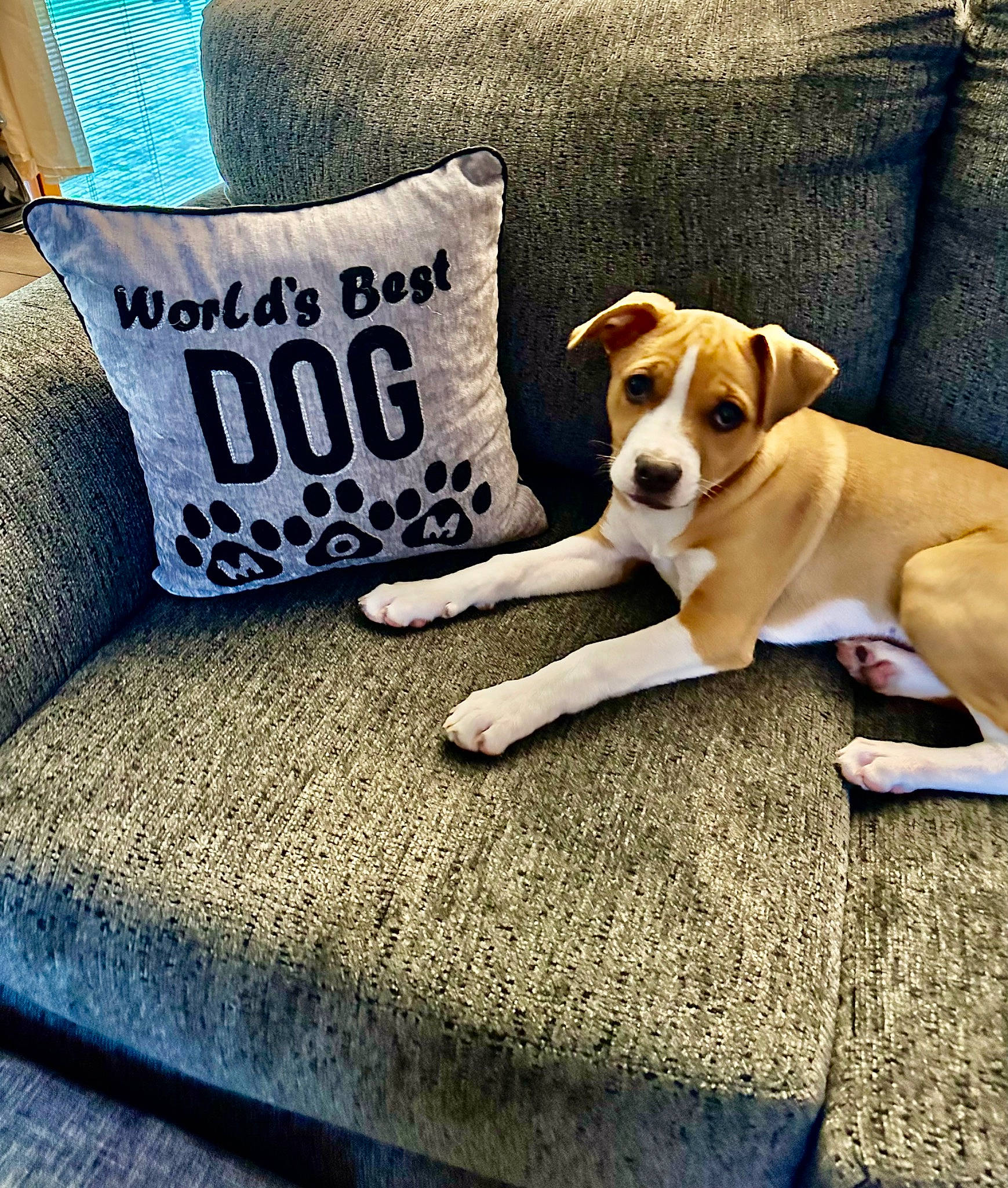 Gracie joined the competition — help win amazing prizes! canidae, carnivore, collar, comfort, companion_dog, dog, dog_breed, dog_supply, fawn, flooring, linens, paw, pet_supply, pillow, rectangle, snout, sporting_group, tail, throw_pillow, working_animal