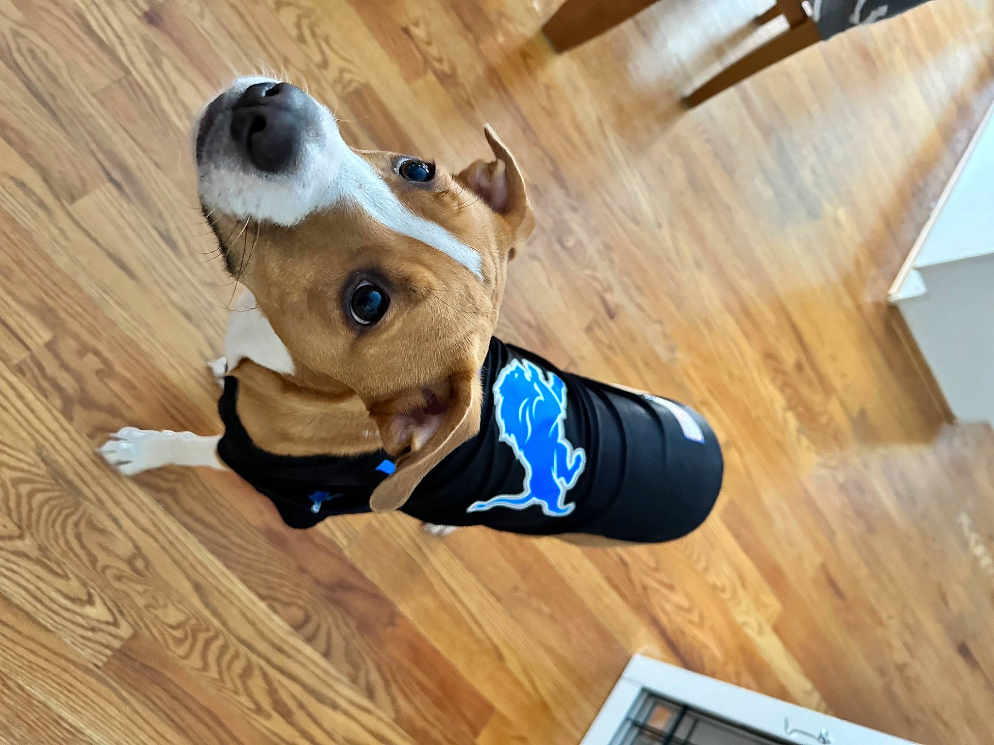 Gracie is registered to the contest to win money with this photo: carnivore, collar, companion_dog, dog, dog_breed, dog_clothes, dog_supply, fawn, flooring, hardwood, laminate_flooring, pet_supply, snout, sporting_group, tail, varnish, wood, wood_flooring, wood_stain, working_animal