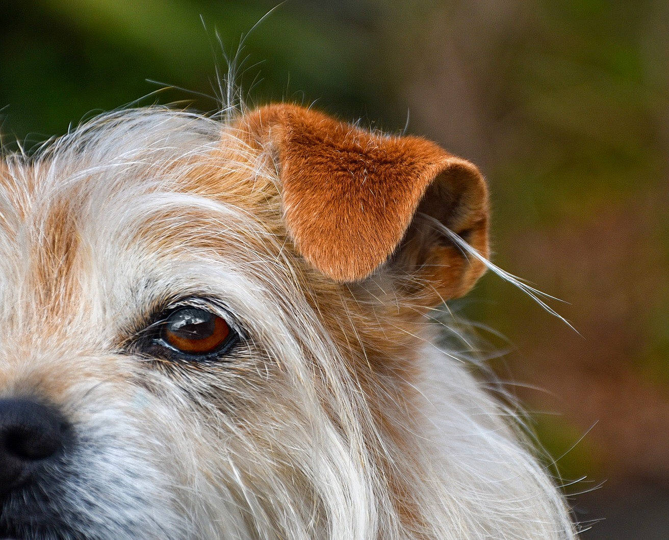 Speck is registered to the contest to win money with this photo: biewer_terrier, canidae, carnivore, close_up, companion_dog, dog, dog_breed, ear, fur, kromfohrlander, mammal, norfolk_terrier, petit_basset_griffon_vendeen, rare_breed_dog, snout, sporting_group, sporting_lucas_terrier, terrier, vertebrate, whiskers