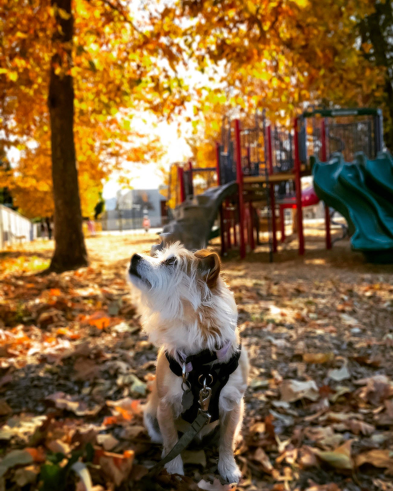 Speck joined the competition — help win amazing prizes! autumn, canidae, carnivore, companion_dog, deciduous, dog, dog_breed, forest, fox_terrier, leaf, plant, siberian_husky, sporting_group, sunlight, tail, tree, west_highland_white_terrier, woodland, woody_plant