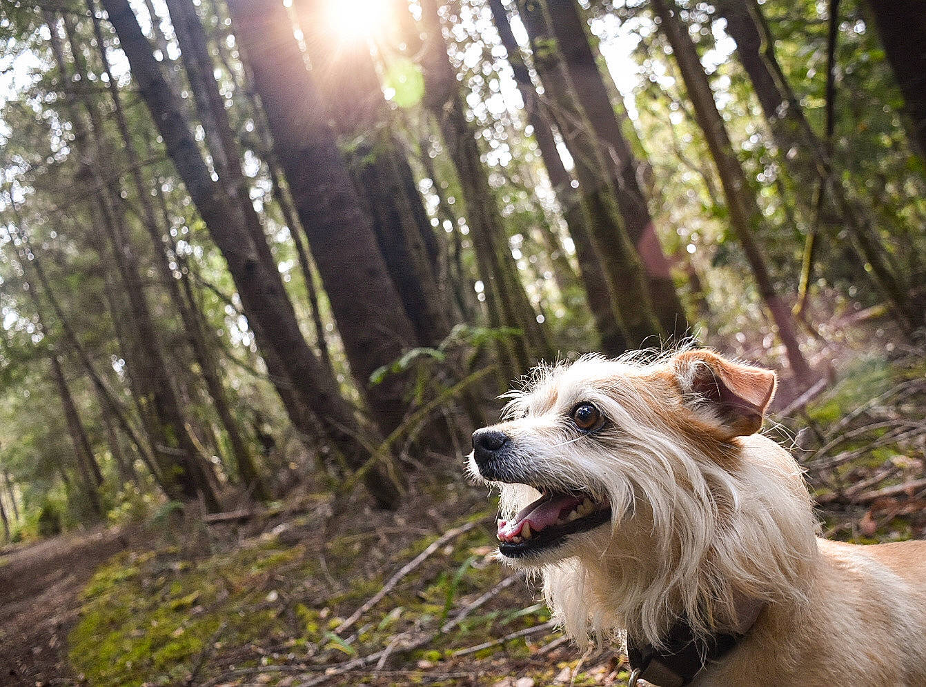 Speck is registered to the contest to win money with this photo: cairn_terrier, canidae, carnivore, companion_dog, dog, dog_breed, forest, glen_of_imaal_terrier, irish_wolfhound, mammal, pyrenean_shepherd, sporting_group, sunlight, terrier, tibetan_terrier, tree, vertebrate, west_highland_white_terrier