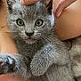 kitten, gray_cat, pet, close_up, fur, paw, hand, cute, animal, domestic_cat, whiskers, eyes, young, feline, soft, cuddle, affection, indoor, portrait, touch