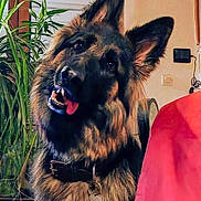 Thorgo participe au concours pour gagner de l'argent avec cette photo : dog, german_shepherd, pet, indoor, plant, collar, tongue_out, head_tilt, fur, ears, domestic_animal, friendly, curious, animal_tag, window, home, wall, furniture, lighting, canine