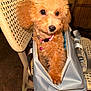 Belle is registered to the contest to win money with this photo: poodle, puppy, dog, pet, curly_fur, apricot, carrier_bag, wicker_chair, indoor, cute, small_dog, animal, pet_accessory, looking_away, collar, pink_bell, furniture, cozy, domestic, fluffy
